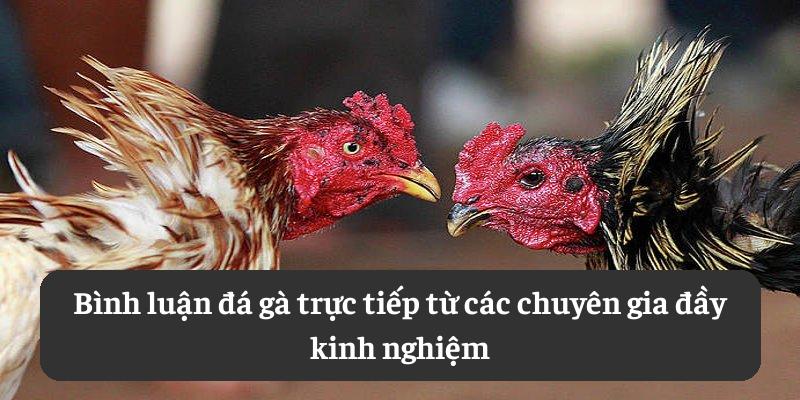 Bình luận đá gà trực tiếp từ các chuyên gia đầy kinh nghiệm