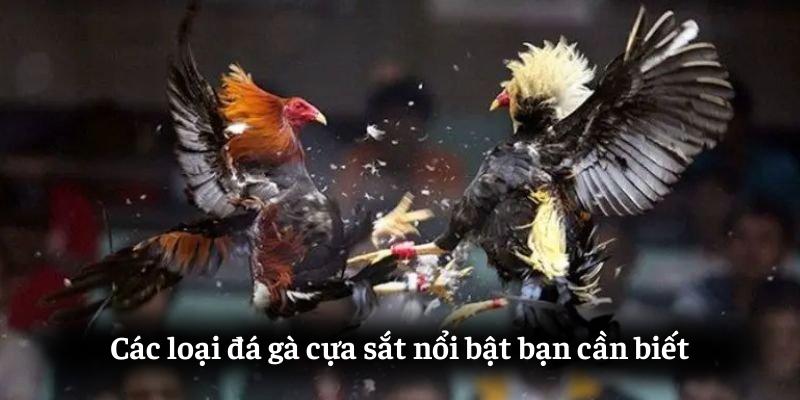 Các loại đá gà cựa sắt nổi bật bạn cần biết