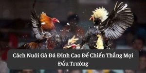 Cách Nuôi Gà Đá Đỉnh Cao Để Chiến Thắng Mọi Đấu Trường