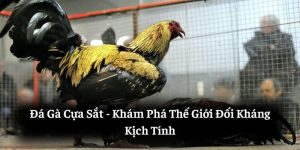 Đá Gà Cựa Sắt: Khám Phá Thế Giới Đối Kháng Kịch Tính