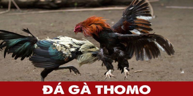 Khám phá trường gà thomo nổi tiếng tại campuchia