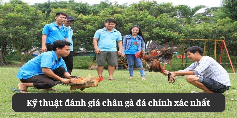 Kỹ thuật đánh giá chân gà đá chính xác nhất