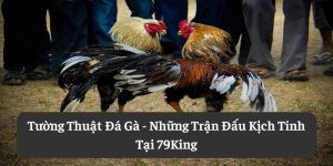 Tường Thuật Đá Gà: Những Trận Đấu Kịch Tính Tại 79King