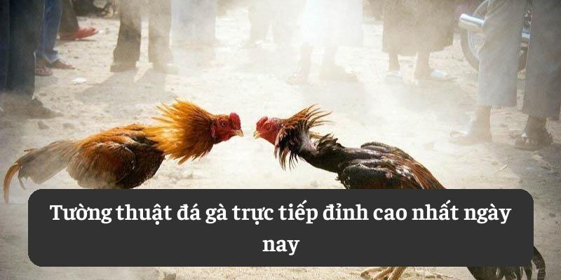 Tường thuật đá gà trực tiếp đỉnh cao nhất ngày nay